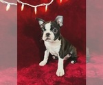 Small Photo #1 Boston Terrier Puppy For Sale in TURLOCK, CA, USA