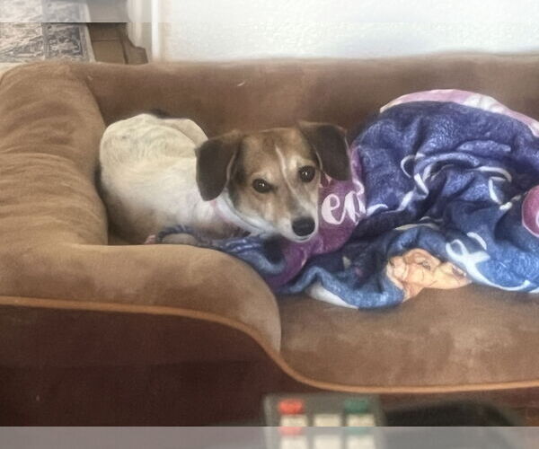 Medium Photo #4 Dachshund-Jack Russell Terrier Mix Puppy For Sale in Chandler, AZ, USA