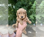 Puppy 1 Goldendoodle