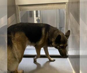 German Shepherd Dog Dogs for adoption in Modesto, CA, USA