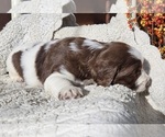 Small #4 English Springer Spaniel