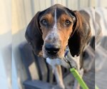 Small Photo #2 Coonhound-Unknown Mix Puppy For Sale in Elmsford, NY, USA
