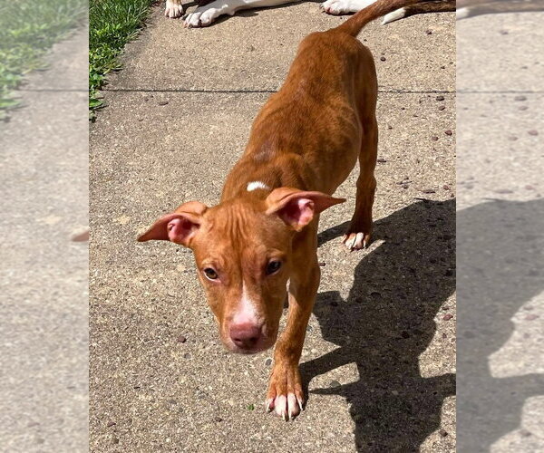 Medium Photo #3 Mutt Puppy For Sale in Wenonah, NJ, USA