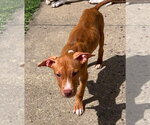 Small #2 Mutt