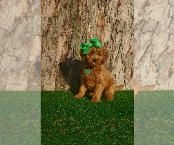 Medium Photo #3 Goldendoodle (Miniature) Puppy For Sale in INDIANAPOLIS, IN, USA
