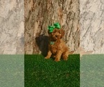 Small #2 Goldendoodle (Miniature)