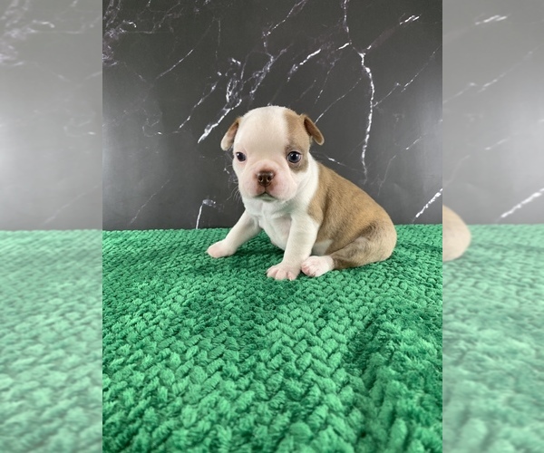 Medium Photo #3 Boston Terrier Puppy For Sale in TULARE, CA, USA