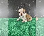 Small Photo #110 Boston Terrier Puppy For Sale in TULARE, CA, USA