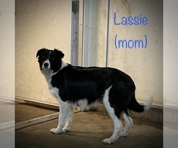 Medium Photo #1 Border Collie Puppy For Sale in BLOOMINGTON, WI, USA