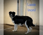 Small Photo #1 Border Collie Puppy For Sale in BLOOMINGTON, WI, USA