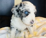 Small #1 Sheepadoodle