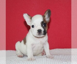 French Bulldog Puppy for sale in HIALEAH, FL, USA