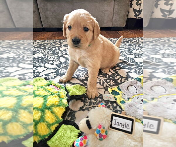 Medium Photo #35 Golden Retriever Puppy For Sale in WASECA, MN, USA