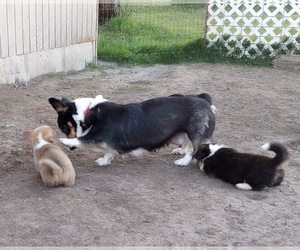 Mother of the Pembroke Welsh Corgi puppies born on 03/25/2022