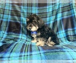 Small #2 Schnauzer (Miniature)