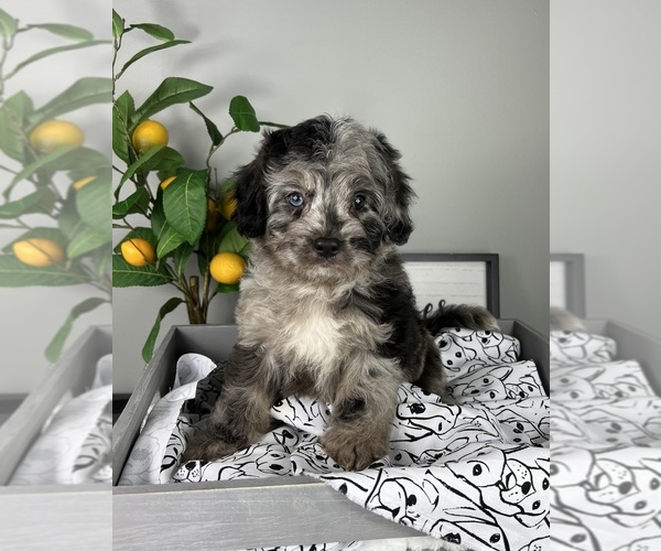 Medium Photo #1 Bernedoodle (Miniature) Puppy For Sale in FRANKLIN, IN, USA