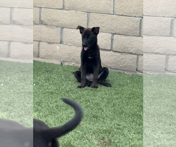 Medium Photo #1 Labrador Retriever-Unknown Mix Puppy For Sale in San Diego, CA, USA