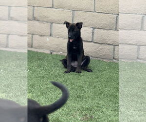 Labrador Retriever-Unknown Mix Dogs for adoption in San Diego, CA, USA