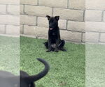 Small Labrador Retriever Mix