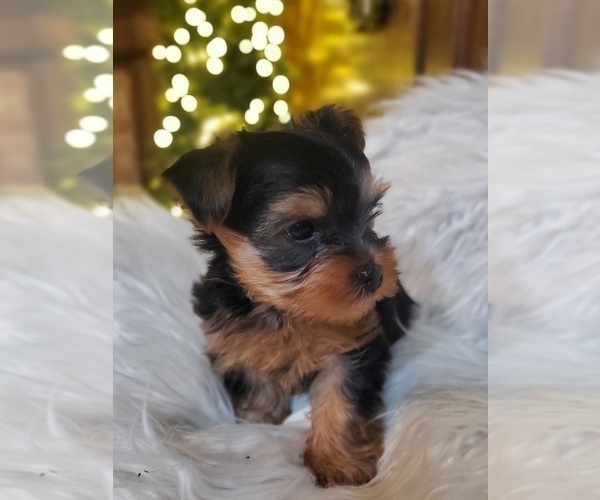 Medium Photo #4 Yorkshire Terrier Puppy For Sale in NEVADA, TX, USA