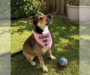 Mutt Dogs for adoption in Euless, TX, USA