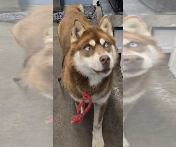 Medium Photo #4 Siberian Husky Puppy For Sale in Evansville, IN, USA