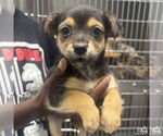 Small Photo #3 Australian Shepherd-Unknown Mix Puppy For Sale in Washington, DC, USA