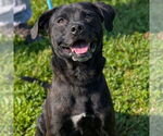 Small #3 Labrador Retriever Mix