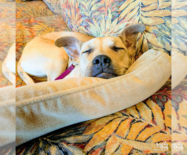 Medium Photo #2 Mutt Puppy For Sale in Washington, DC, USA