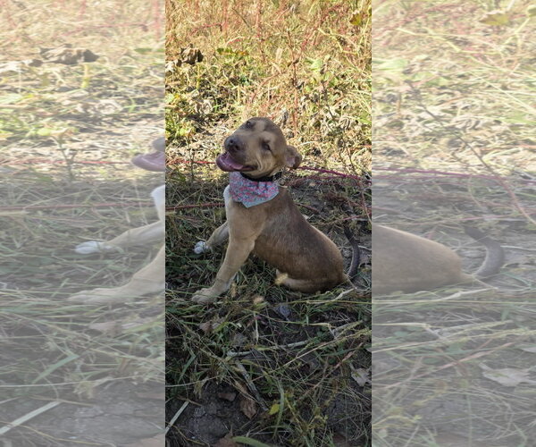 Medium Photo #2 Mutt Puppy For Sale in Germantown, OH, USA