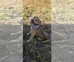 Small Photo #2 Mutt Puppy For Sale in Germantown, OH, USA