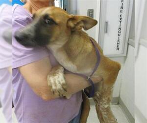 Anatolian Shepherd-Unknown Mix Dogs for adoption in Oklahoma City, OK, USA