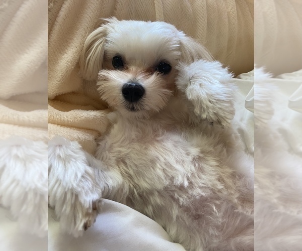 Medium Photo #1 Maltipoo Puppy For Sale in HOLLY SPRINGS, NC, USA