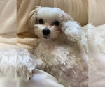 Small Photo #1 Maltipoo Puppy For Sale in HOLLY SPRINGS, NC, USA