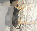Small #6 Beauceron Mix
