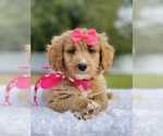 Small Photo #2 Goldendoodle (Miniature) Puppy For Sale in FROSTPROOF, FL, USA