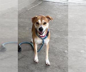 Mutt Dogs for adoption in Baytown, TX, USA