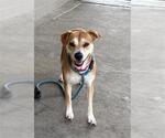 JOSIE - Female Mutt Dog for Adoption - Small photo