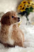 Small Photo #17 Havanese-Poodle (Toy) Mix Puppy For Sale in HOUSTON, TX, USA