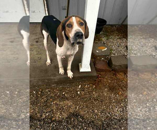 Medium Photo #4 Treeing Walker Coonhound Puppy For Sale in Evansville, IN, USA