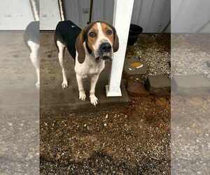 Mallard - Male Treeing Walker Coonhound Dog for Adoption - Photo #4