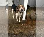 Small #3 Treeing Walker Coonhound