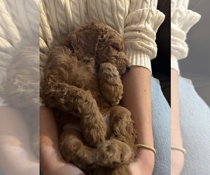 Goldendoodle Puppy for sale in SAINT GEORGE, UT, USA