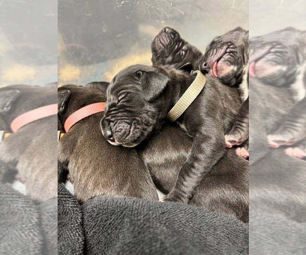 Medium Photo #23 Great Dane Puppy For Sale in TEMECULA, CA, USA