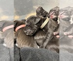 Small Photo #23 Great Dane Puppy For Sale in TEMECULA, CA, USA