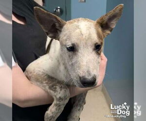 Mutt Dogs for adoption in Washington, DC, USA