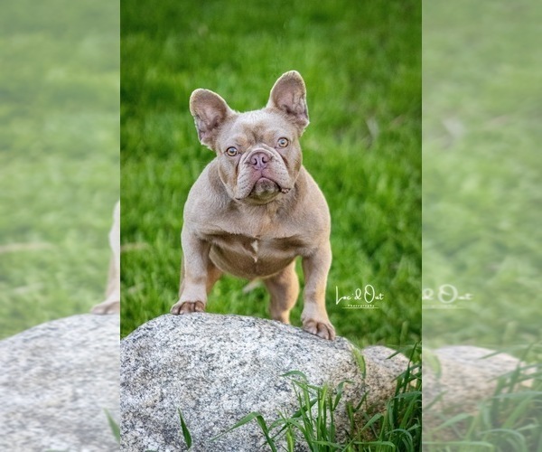 Medium Photo #1 French Bulldog Puppy For Sale in CERES, CA, USA
