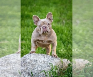 Mother of the French Bulldog puppies born on 07/28/2023
