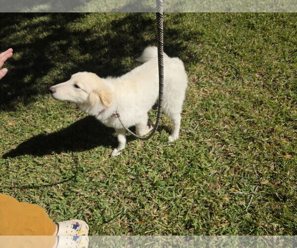 Medium Photo #12 Great Pyrenees-Unknown Mix Puppy For Sale in Houston, TX, USA