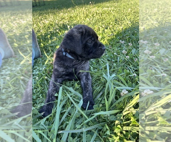 Medium Photo #11 Mastiff Puppy For Sale in COEBURN, VA, USA